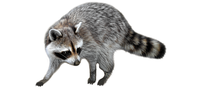 http://macombcountywildlife.com/images/slider_raccoon.png